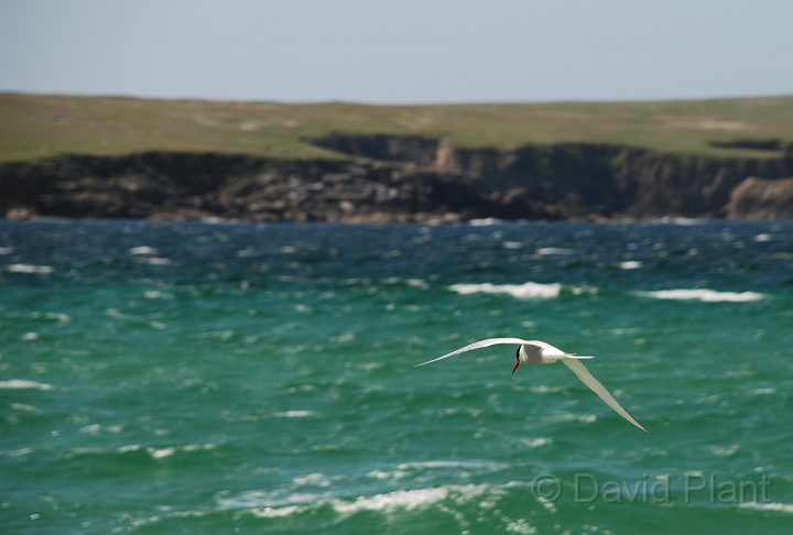 Common tern - A.JPG - Common tern in flight - Shetland Islands